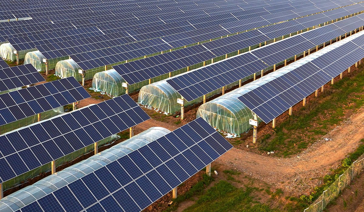 ogórki w tunelu z energią słoneczną dojrzałe ogórki wiszące na krzewach wewnątrz jasnego tunelu z panelami dachowymi