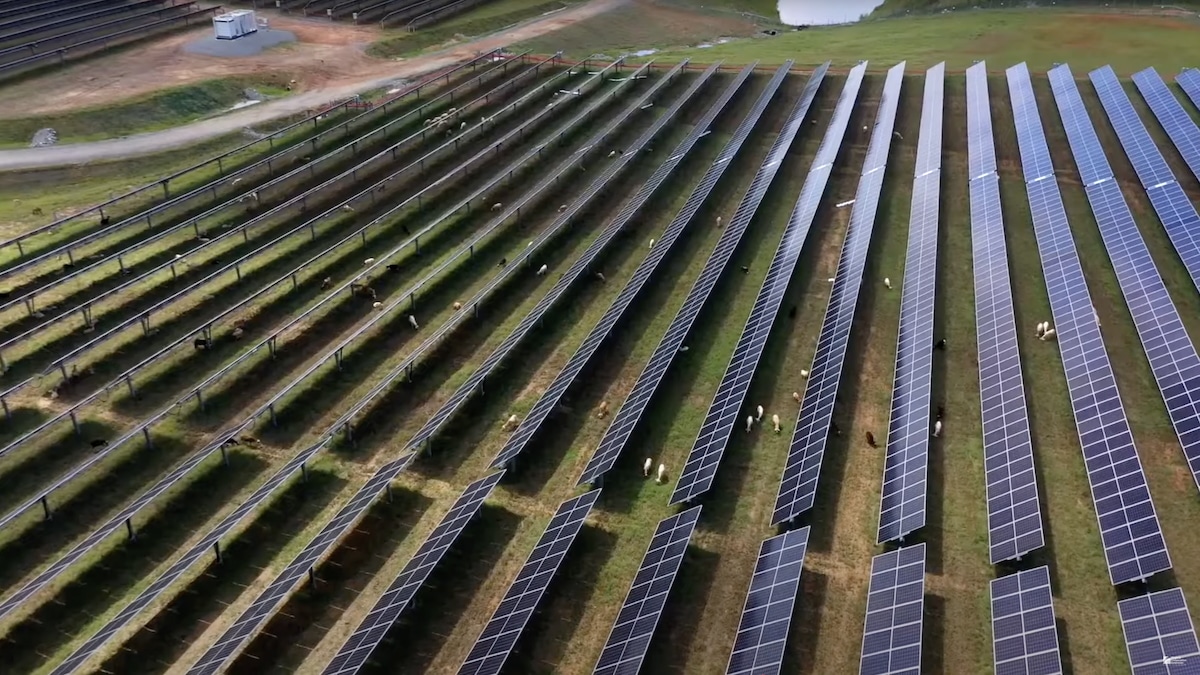 Porównanie plonów: uprawy pod PV obok tradycyjnych pól bez paneli