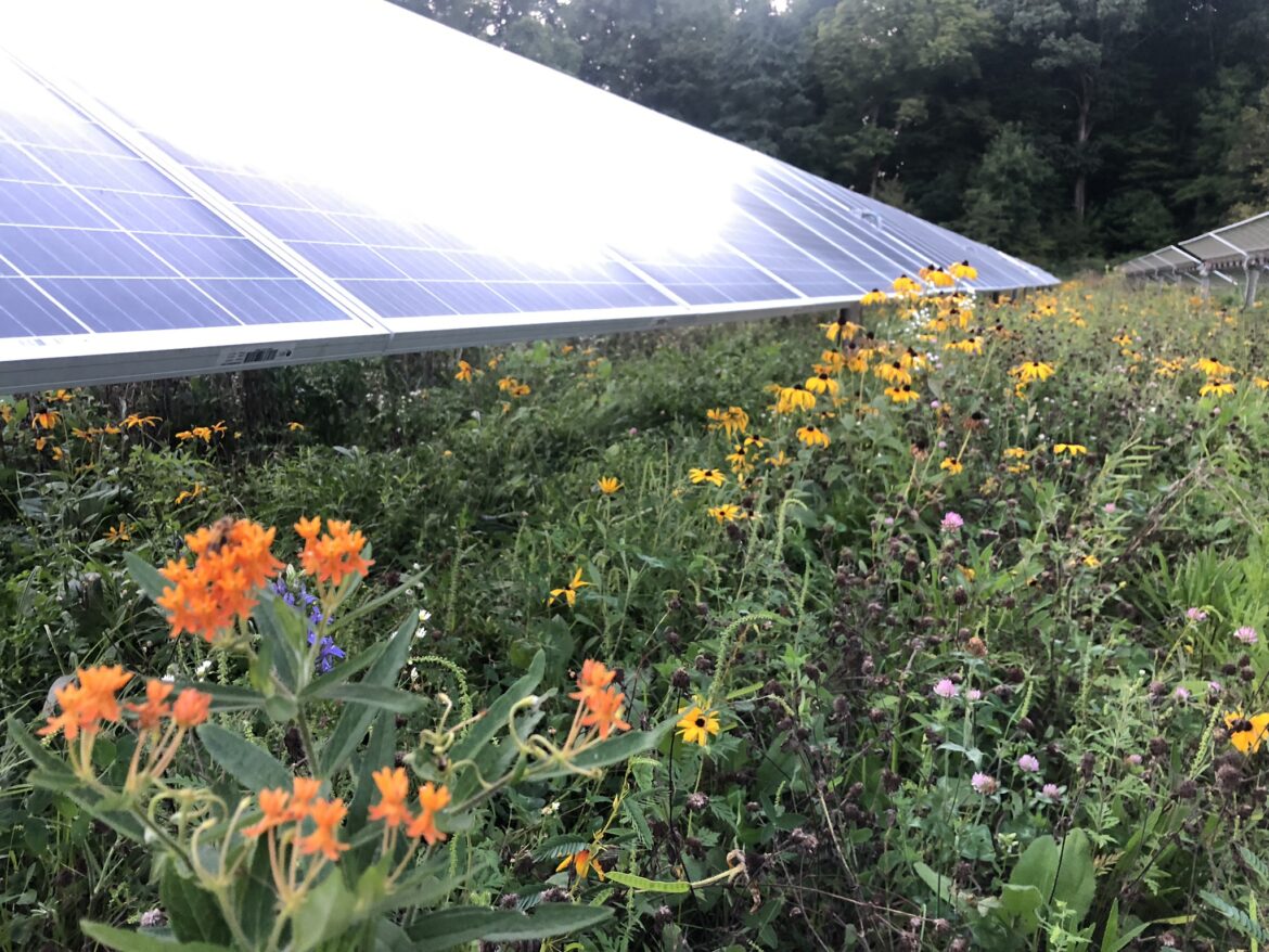 liściaste warzywa sałatowe w cieniu paneli słonecznych na wilgotnej glebie