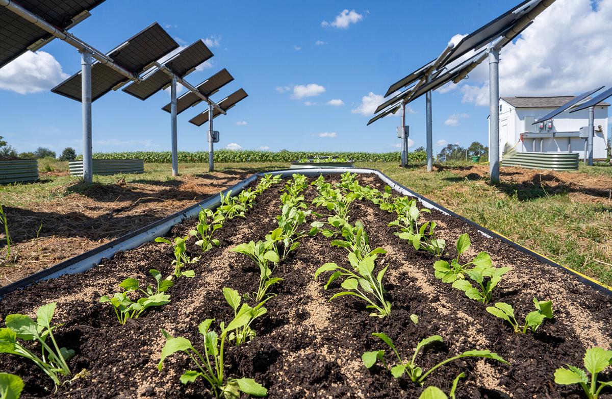 montaż paneli słonecznych nad sadem jabłoniowym z drabinami i narzędziami